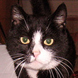 Adopt Tuxedo